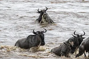Prints of A huge crocodile on the attack, The Great Migration, huge herds of wildebeest (Connochaetes taurinus) crossing the Mara River and swimming to the other side, close-up of the herd, Serengeti, Tanzania Crocodile Prints: A Huge Crocodile on the Attack Print, Serengeti, Tanzania