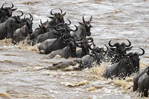 Prints of A huge crocodile on the attack, The Great Migration, huge herds of wildebeest (Connochaetes taurinus) crossing the Mara River and swimming to the other side, close-up of the herd, Serengeti, Tanzania Wildebeest Prints: A huge crocodile on the attack Print, Serengeti, Tanzania