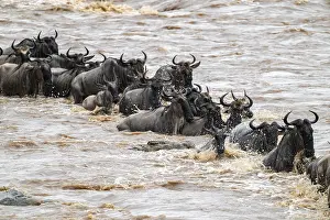 Prints of A huge crocodile on the attack, The Great Migration, huge herds of wildebeest (Connochaetes taurinus) crossing the Mara River and swimming to the other side, close-up of the herd, Serengeti, Tanzania Wildebeest Prints: A huge crocodile on the attack Print, The Great Migration