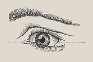 Human Eye Anatomy Prints: Human eye, anatomical illustration