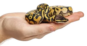 Ball Python Prints: Human hand gently holding a yellow and black patterned ball python