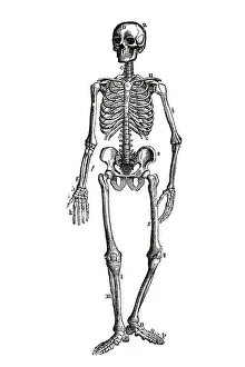 Old Medical Illustrations Online Prints: Human skeleton, anatomical illustration