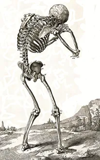 Human Skeleton Prints: A human skeleton, seen from behind