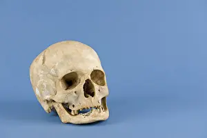 Exposed Studio Photography Prints: Human skull
