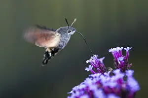 Prints of Hummingbird hawk-moth, carp tail, hummingbird swarmer, macroglossum stellatarum, dove tail, butterfly, flying, flight, insects, moths, moths, moths, butterfly Hummingbird Prints: Hummingbird Hawk-moth in Flight Print