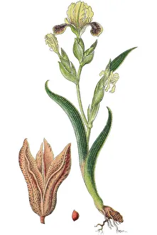 Medicinal Plant Image Prints: Hungarian iris (Iris variegata)