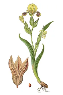Hungarian Iris Print, 1796