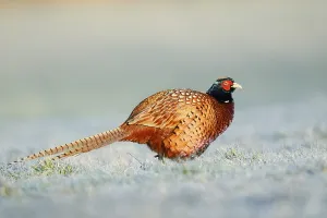Prints of Hunting pheasant (Phasianus colchicus), cock in a meadow with hoar frost, North Rhine-Westphalia, Germany Common Pheasant Prints: Hunting Pheasant Print, Hoar Frost Scene