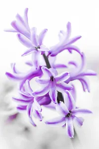 Early Flowering Plant Prints: Hyacinth, close-up