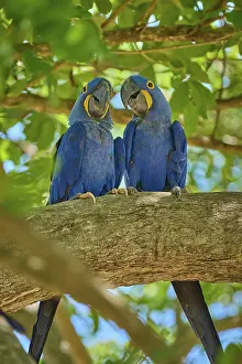 Brazilian Wildlife Conservation Area Prints: Two Hyacinth Macaws interacting on a branch