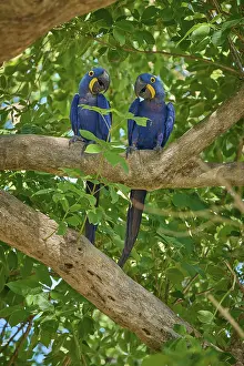 UNESCO Biosphere Reserve Brazil Prints: Two Hyacinth Macaws showing affectionate behaviour on a tree