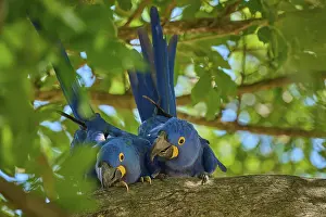 Hyacinth Macaw Prints: Two Hyacinth Macaws on a tree branch