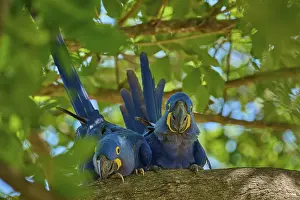 Hyacinth Macaw Prints: Two Hyacinth Macaws on a tree branch
