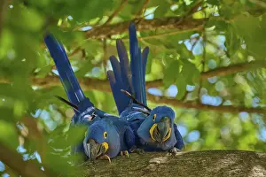Natural Habitat Preservation Prints: Two Hyacinth Macaws on a tree branch