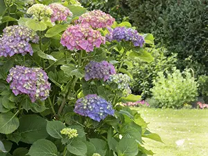 Hydrangeaceae Plant Prints: Hydrangea in bloom in a garden