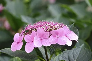 Deserted German Landscape Summer Prints: Hydrangea in bloom, summer, Germany