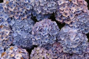 Botanical Garden Plants Prints: Hydrangea blossoms, Hydrangea macrophylla