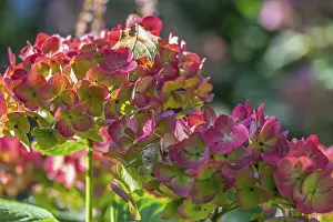 Hydrangea Blossoms Prints: Hydrangea blossoms against the light