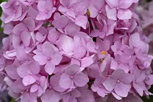 Deserted German Garden Scene Prints: Hydrangea flower (Hydrangea), close up