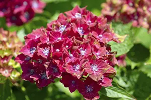 Bavaria Germany Nature Prints: Hydrangea flower (Hydrangea), close up
