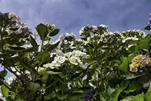 Hydrangea Flowers Prints: Hydrangea flowers in different colours