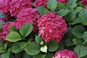 Botanical Garden Plants Prints: Hydrangea, Hortensia