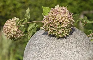 Münsterland Germany Prints: Hydrangea, hydrangea flower on a stone ball