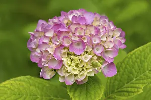 German Flora Botany Prints: Hydrangea, hydrangea, hydrangea blossom