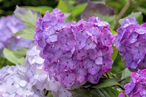 Pink Blossom Prints: Hydrangea, hydrangea, hydrangea flower