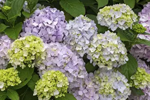 Pink Ornamental Plant Prints: Hydrangea, Hydrangea, Ireland