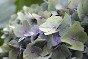 Prints of Hydrangea (Hydrangea macrophylla), round inflorescence with delicate pastel-coloured single flowers in green, lilac and pink, close-up, Dortmund, North Rhine-Westphalia, Germany Dortmund Prints: Hydrangea (Hydrangea macrophylla) Print - Dortmund, Germany