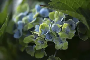 Ruhr District Nature Scene Prints: Hydrangea (Hydrangea macrophylla)