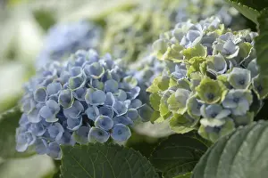 Hydrangeaceae Plant Prints: Hydrangea (Hydrangea macrophylla)