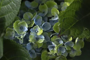 Hydrangeaceae Plant Prints: Hydrangea (Hydrangea macrophylla)