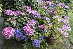 Lacecap Hydrangea Images Prints: Hydrangea (Hydrangea macrophylla)