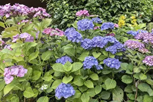 Hydrangeaceae Family Plants Prints: Hydrangea (Hydrangea macrophylla)