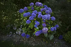 Hydrangeaceae Family Prints: Hydrangea (Hydrangea macrophylla Hamburg)