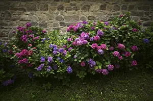 Hortensia Plant Prints: Hydrangea (Hydrangea macrophylla Hamburg)