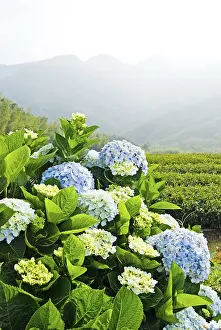 French Hydrangea Blossom Prints: Hydrangea (Hydrangea macrophylla) in front of mountains
