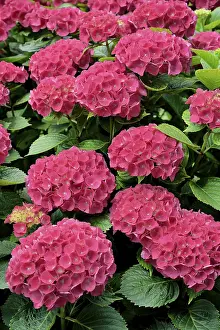 Pink Hydrangea Prints: Hydrangea (Hydrangea), pink flowers