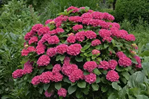 European Botany Photos Prints: Hydrangea (Hydrangea), pink flowers