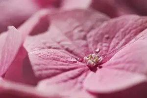 Hydrangea Macrophylla Prints: Hydrangea macrophylla shrub