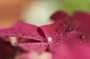 Pink Flowering Shrub Prints: Hydrangea macrophylla shrub