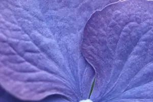 Blue Hydrangea Macrophylla Prints: Hydrangea macrophylla shrub