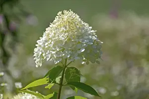 Hydrangea Paniculata Prints: Hydrangea paniculata, Netherlands