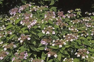 Eastern Bluebird Prints: Hydrangea serrata Bluebird