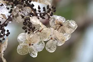 Winterly Open Air Scenes Prints: Hydrangea in winter, Germany