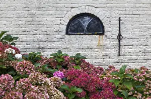 European Garden Photography Prints: Hydrangeas in bloom in front of a white brick wall with a small window