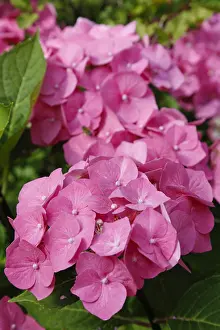 Hydrangeaceae Family Prints: Hydrangeas (Hydrangea), ornamental shrub