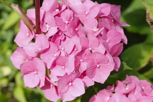 Central Europe Garden Flowers Prints: Hydrangeas (Hydrangea), ornamental shrub